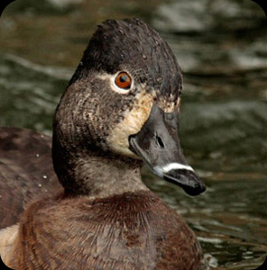 female Ring-necked Duck female Ring-necked Duck