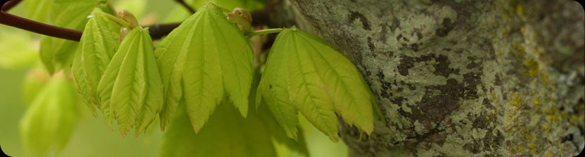 four leaves four leaves