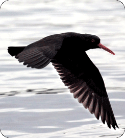 Black Oystercatcher