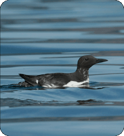 Common Murre