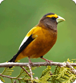 Evening Grosbeak