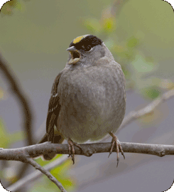 Golden-crowned Sparrow