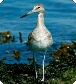 Willet