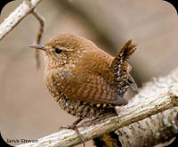 Pacific Wren