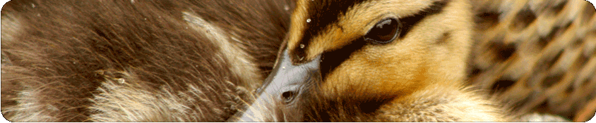 closeup of a mallard chick's eye