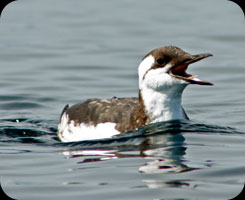 Common Murre