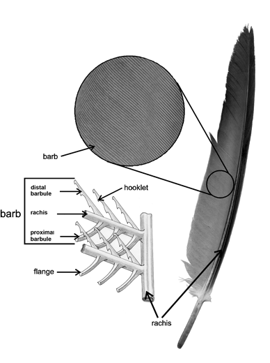 a diagram illustrating the structure of a feather