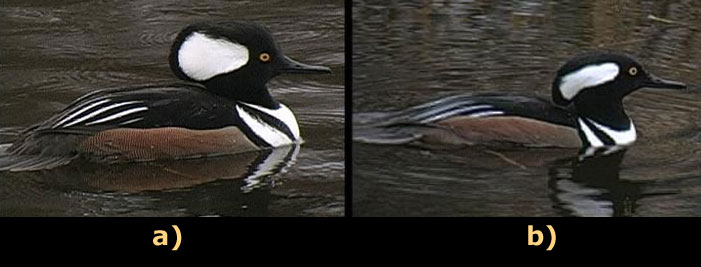 a) a Hooded Merganser before feather compression b) a Hooded Merganser after feather compression