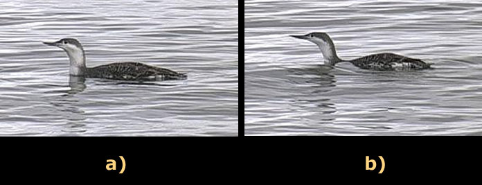 a) a Red-throated Loon before feather compression b) a Red-Throated Loon after feather compression
