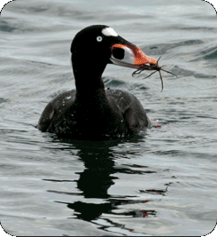 Surf Scoter